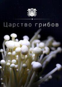 Царство Грибов