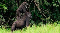 Jungles Jungles