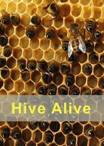 Hive Alive Hive Alive