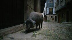 Pig Pig