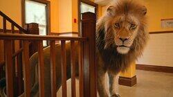 Panthera leo Panthera leo