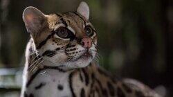 American Ocelot American Ocelot