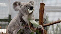Koala-ty Time Koala-ty Time