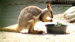 Wallaby Welcome Wallaby Welcome