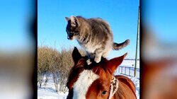 Top 10 Less Than Cool Cats Top 10 Less Than Cool Cats