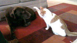 Top 10 Cat Attacks Top 10 Cat Attacks