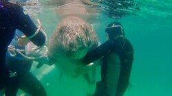 Dugongs Dugongs