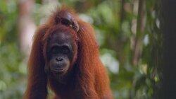 Orangutans Orangutans