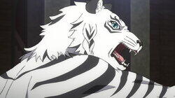 White Tiger White Tiger