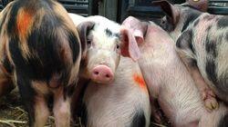 Rare Breeds and Fast Cars Rare Breeds and Fast Cars