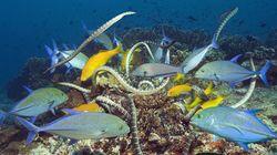 Shallow Seas Shallow Seas