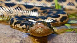Sophisticated Serpents Sophisticated Serpents