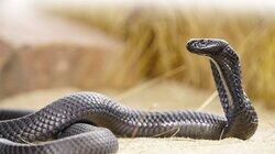 Snakes of the Pacific Snakes of the Pacific