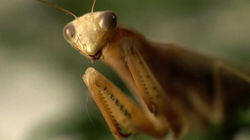 Aliens and Insects Aliens and Insects