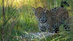 Frida the Jaguar Cub Frida the Jaguar Cub