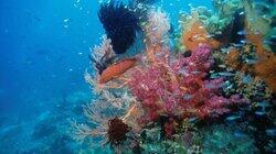 Reef of Riches Reef of Riches