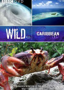 Wild Caribbean Wild Caribbean