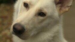 Cyrus, Ghost, Bella & Bucklesbury Bear Cyrus, Ghost, Bella & Bucklesbury Bear