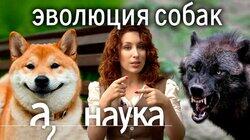 Эволюция дружбы. Как мы приручили домашних животных? / Наука. А поговорить?... Эволюция дружбы. Как мы приручили домашних животных? / Наука. А поговорить?...