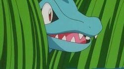 The Totodile Duel The Totodile Duel