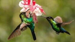 The Hummingbird Effect The Hummingbird Effect