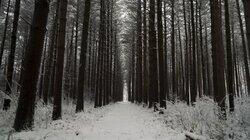 A Sasquatch Spotted in Siberia and More A Sasquatch Spotted in Siberia and More