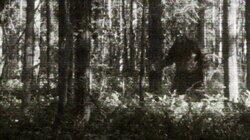 Chased by a Bigfoot and More Chased by a Bigfoot and More
