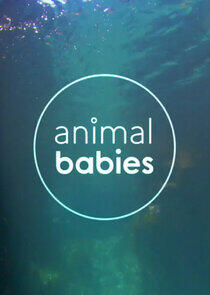 Animal Babies Animal Babies