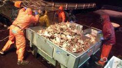 Bering Sea Brothers Bering Sea Brothers