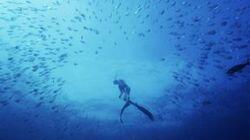 The Sub-Tropical Zone The Sub-Tropical Zone